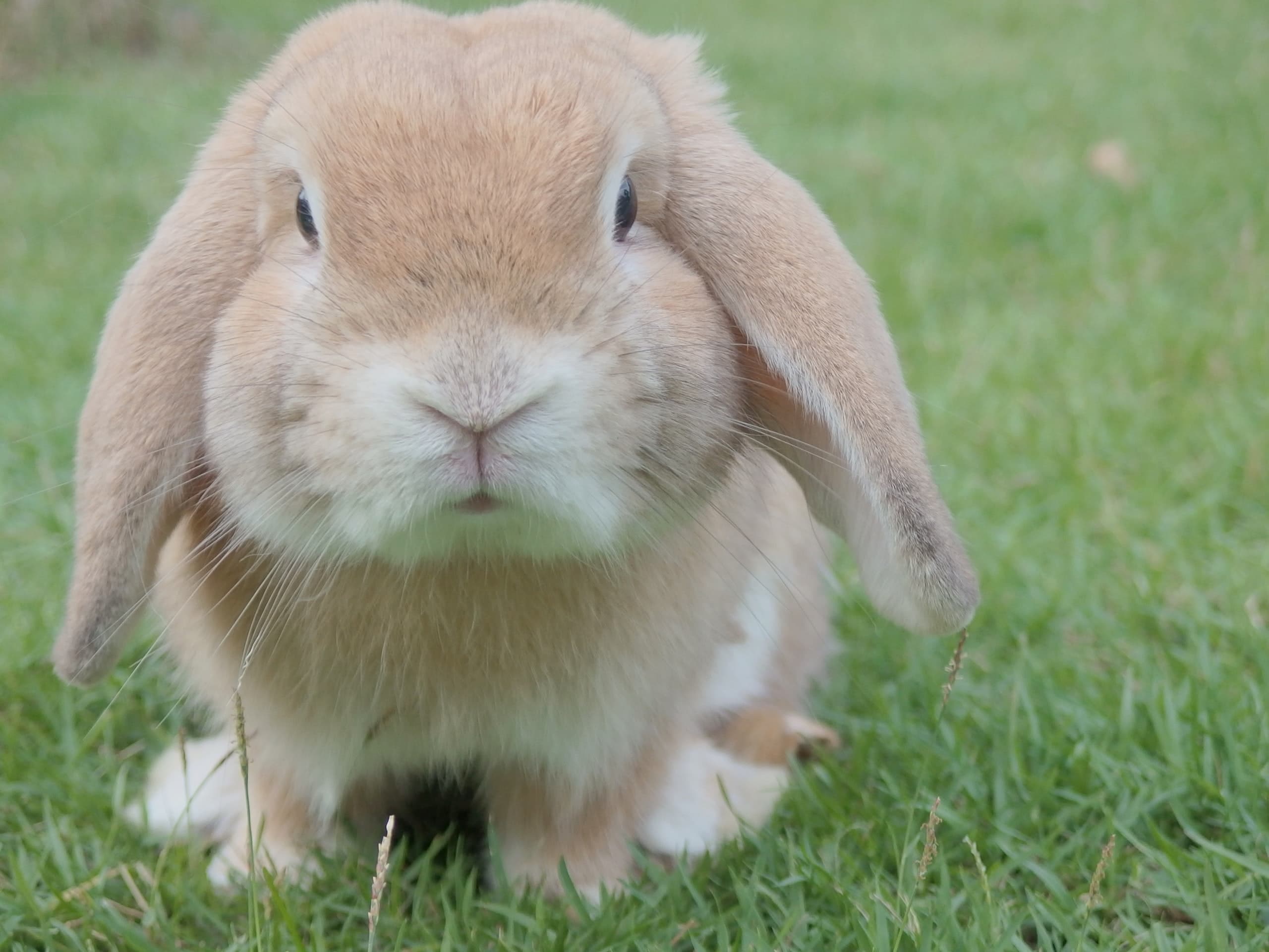  Chocolate Rabbits