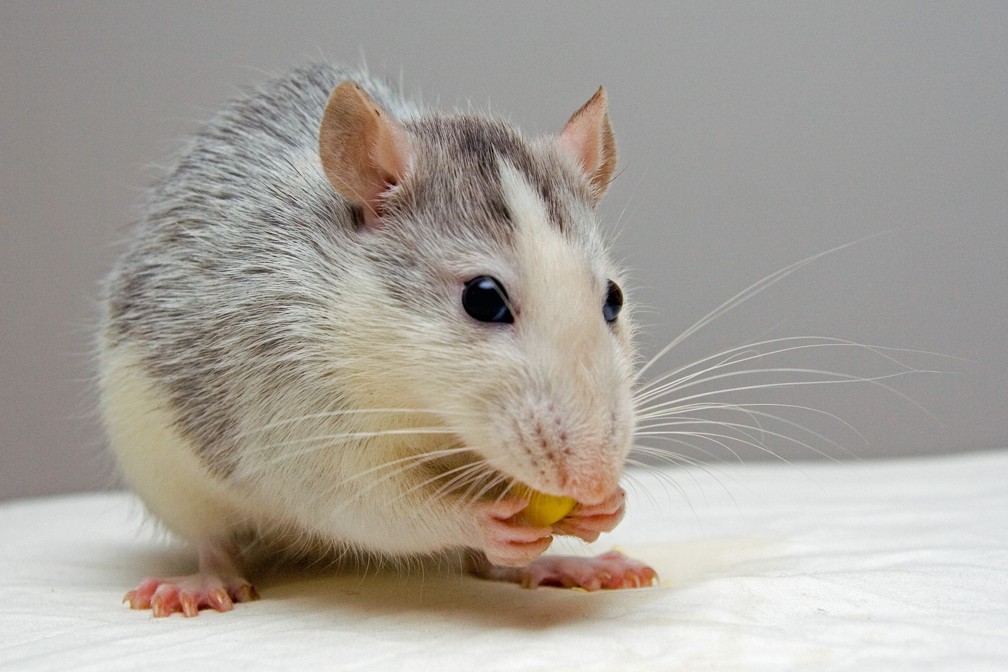 How Long Can a Mouse Live Without Food? Beezzly