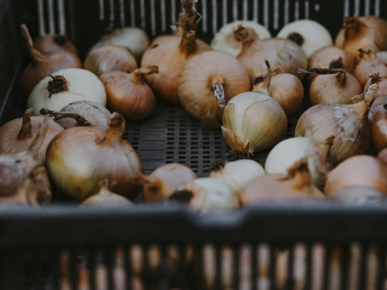 How to Tell If an Onion Is Bad How to Store Onions Beezzly