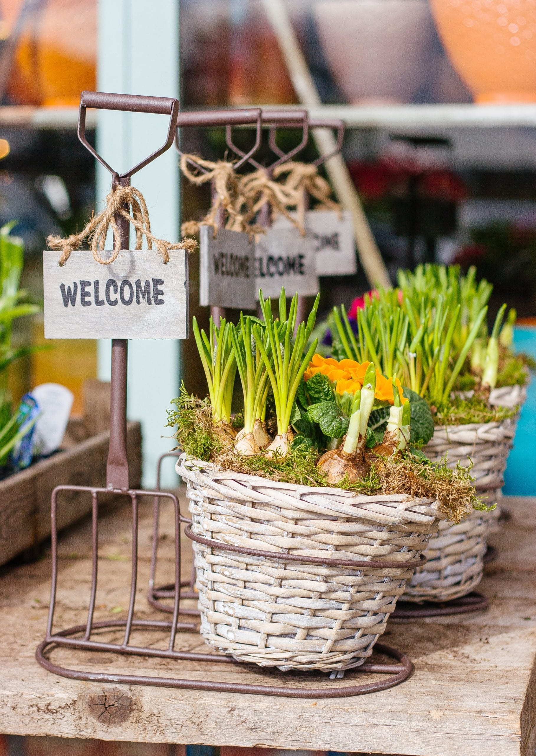 How to Store Green Onions? Detailed Guide Beezzly