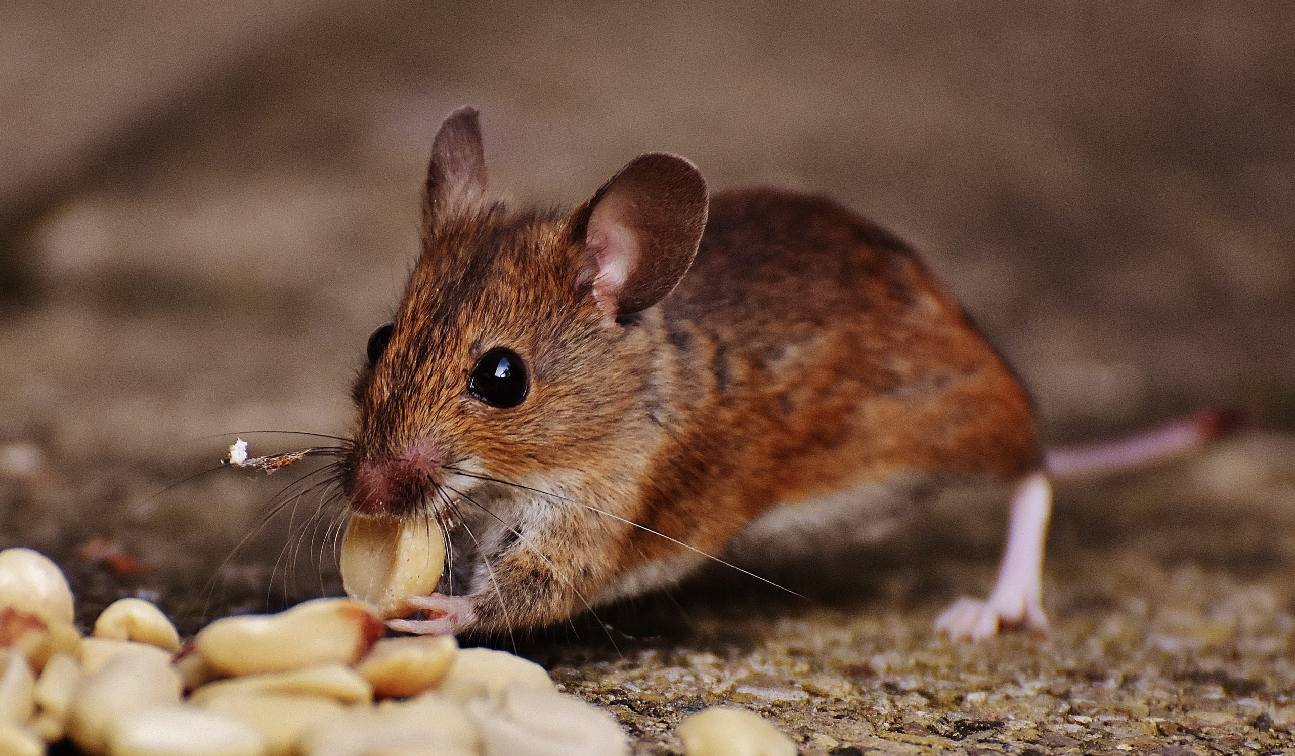 How high can mice jump