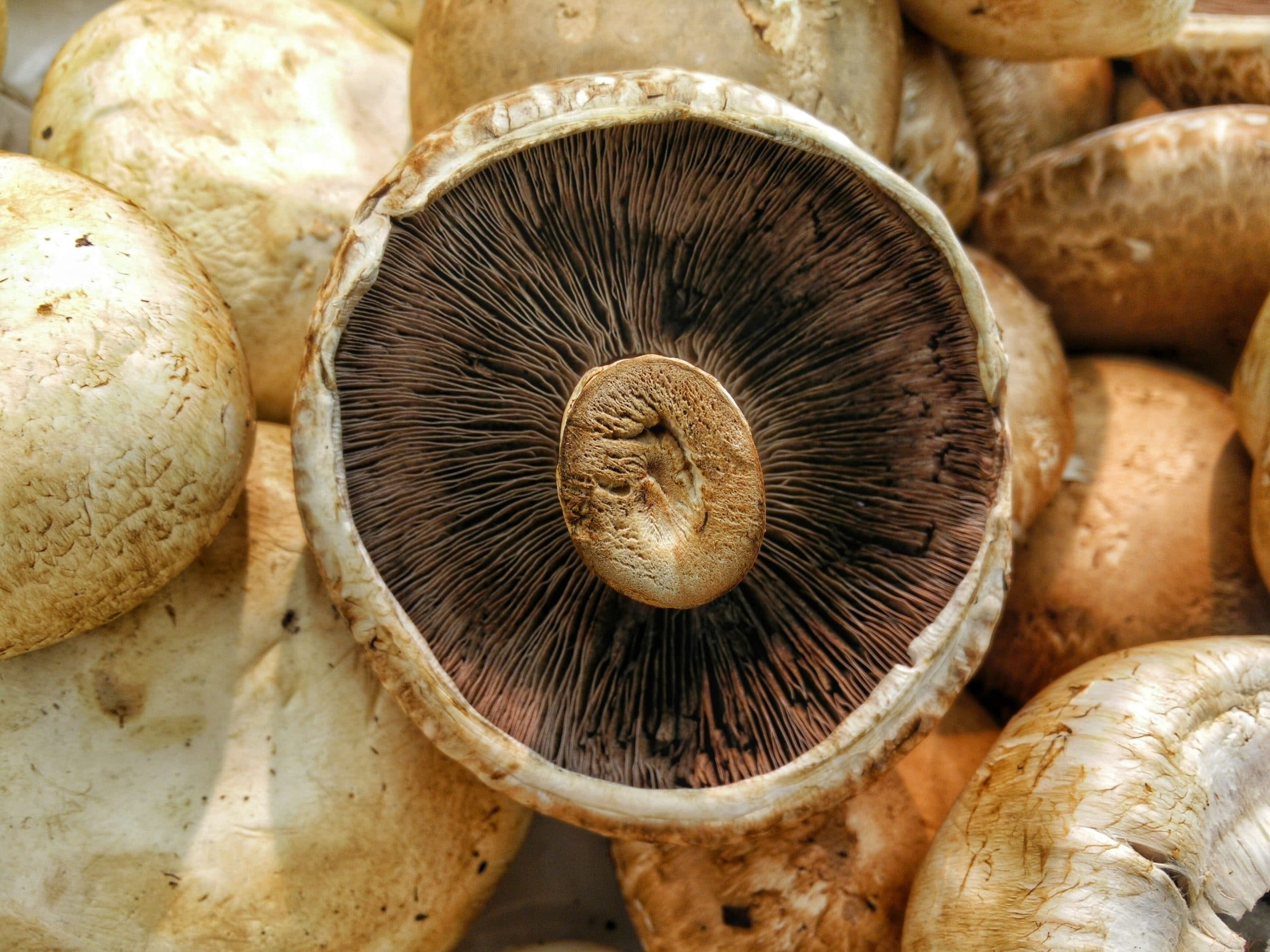 How long do cremini mushrooms last