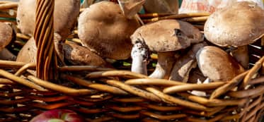 How long do mushrooms last