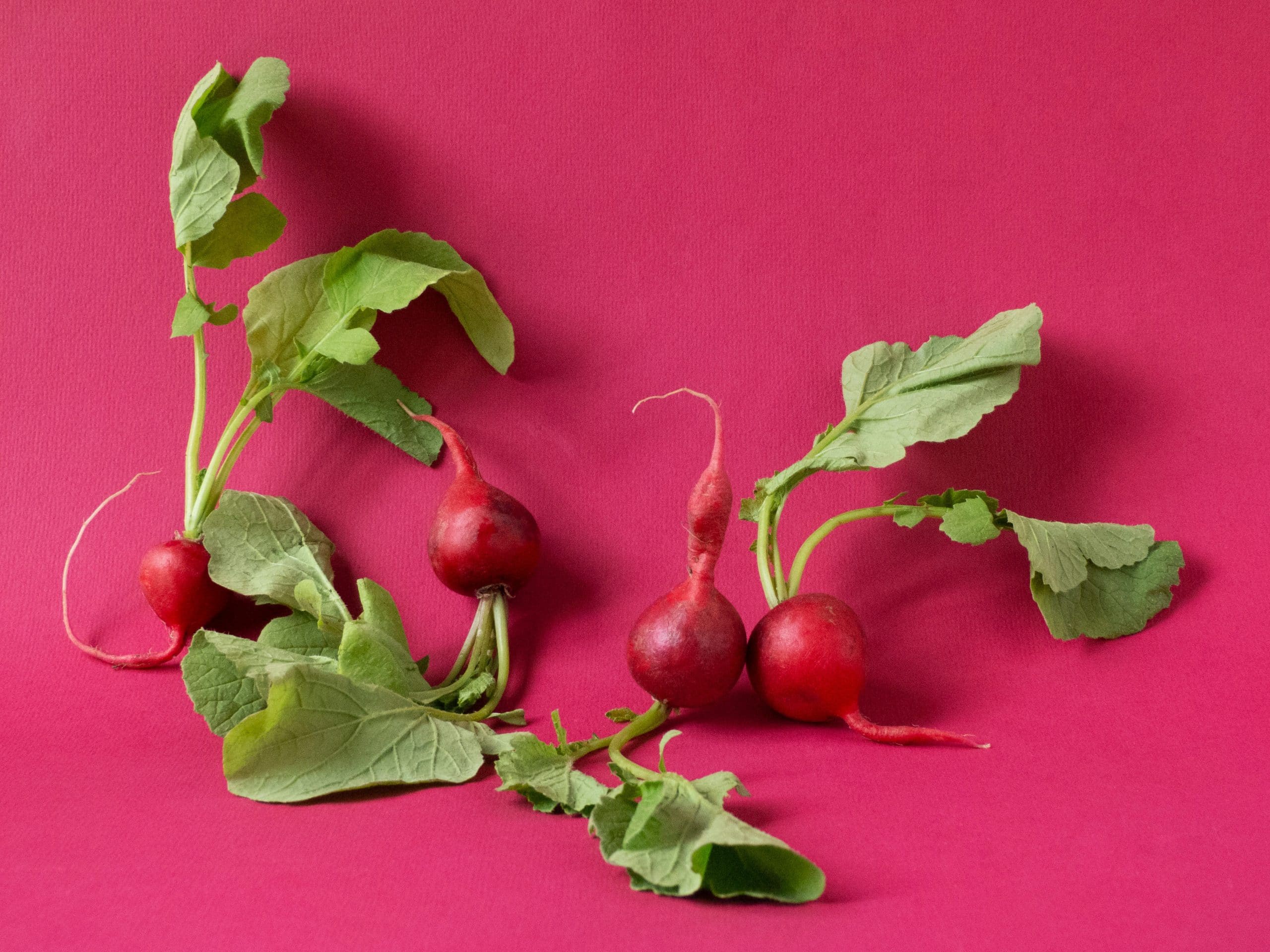 how long do radishes last