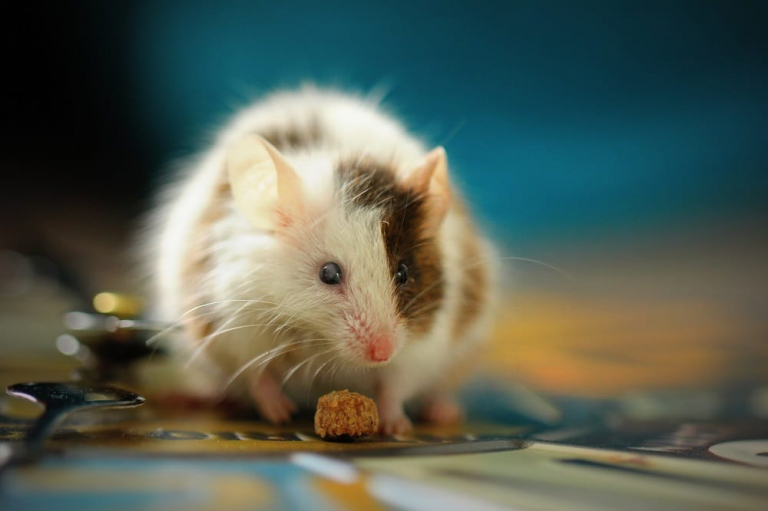 How Long Can a Mouse Live Without Food? Beezzly