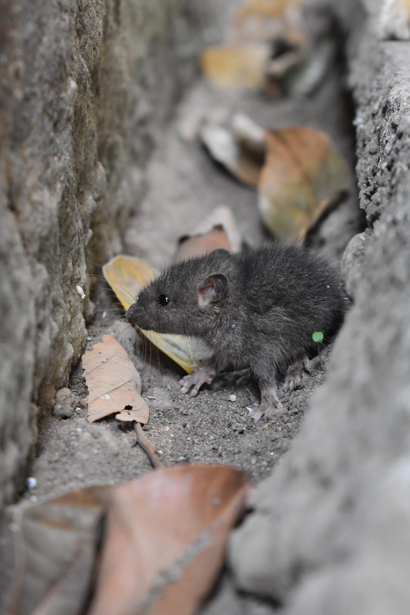 How long can house mice live without food