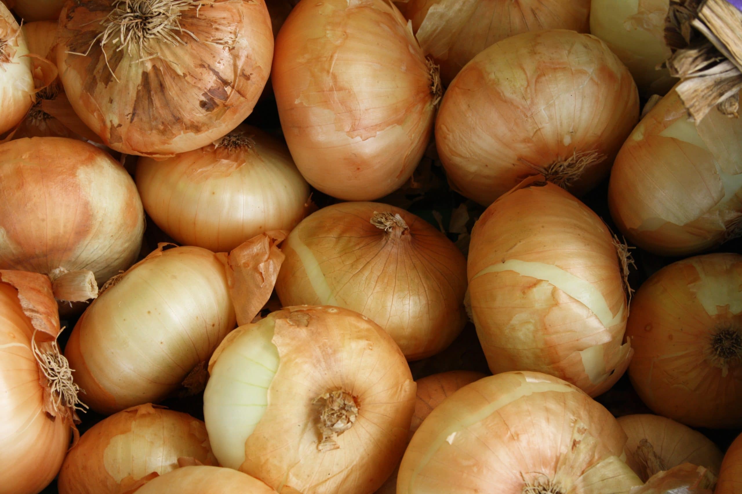 How to tell if a yellow onion is bad