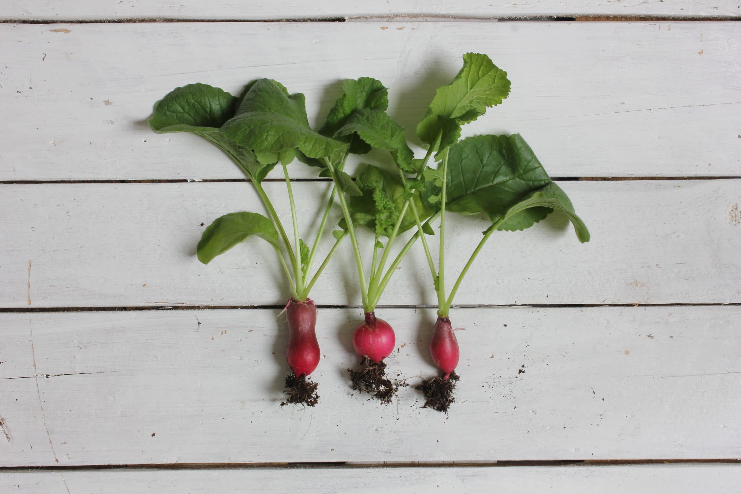 Radish Storage Life Hacks