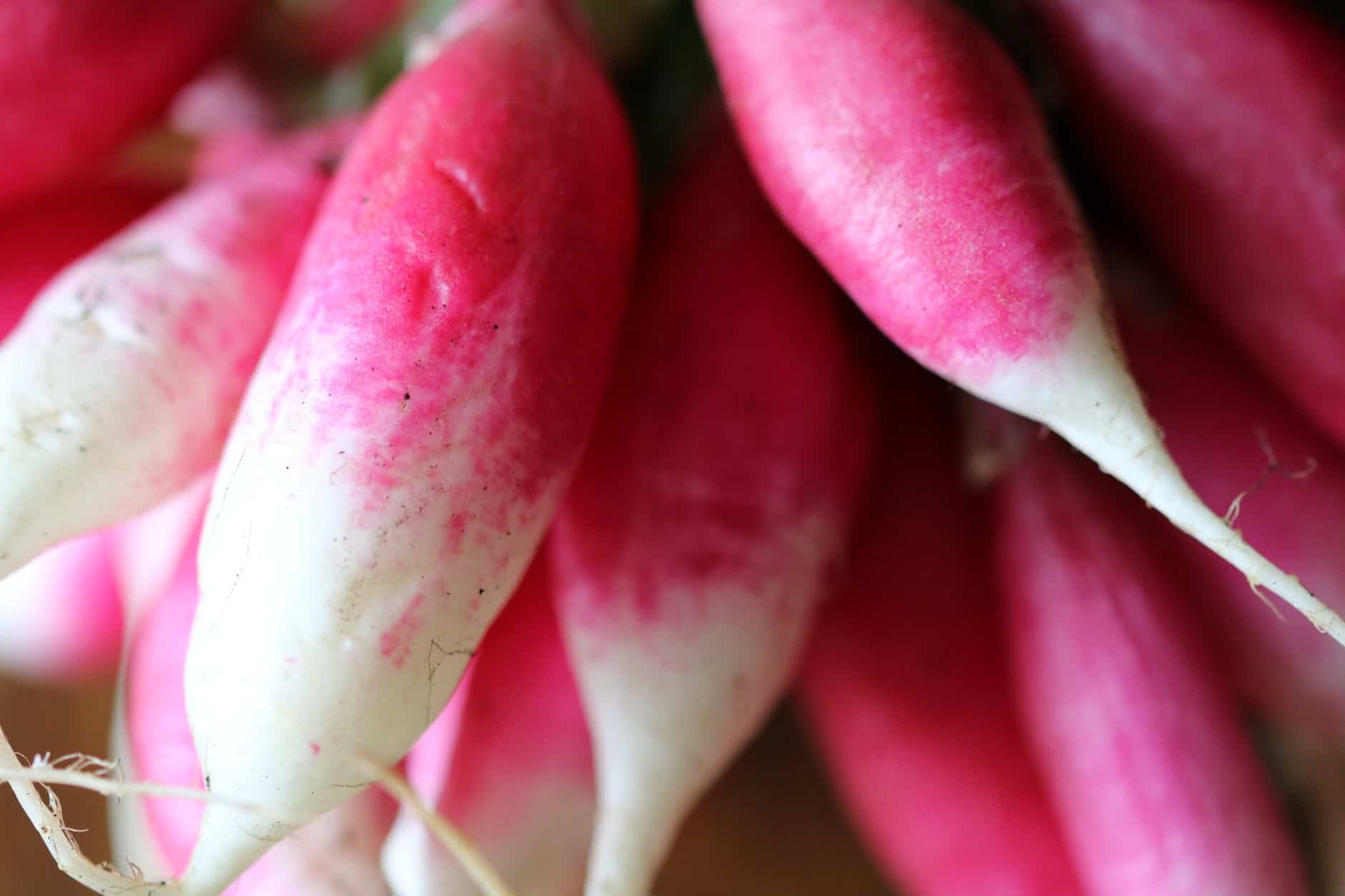 storing radishes