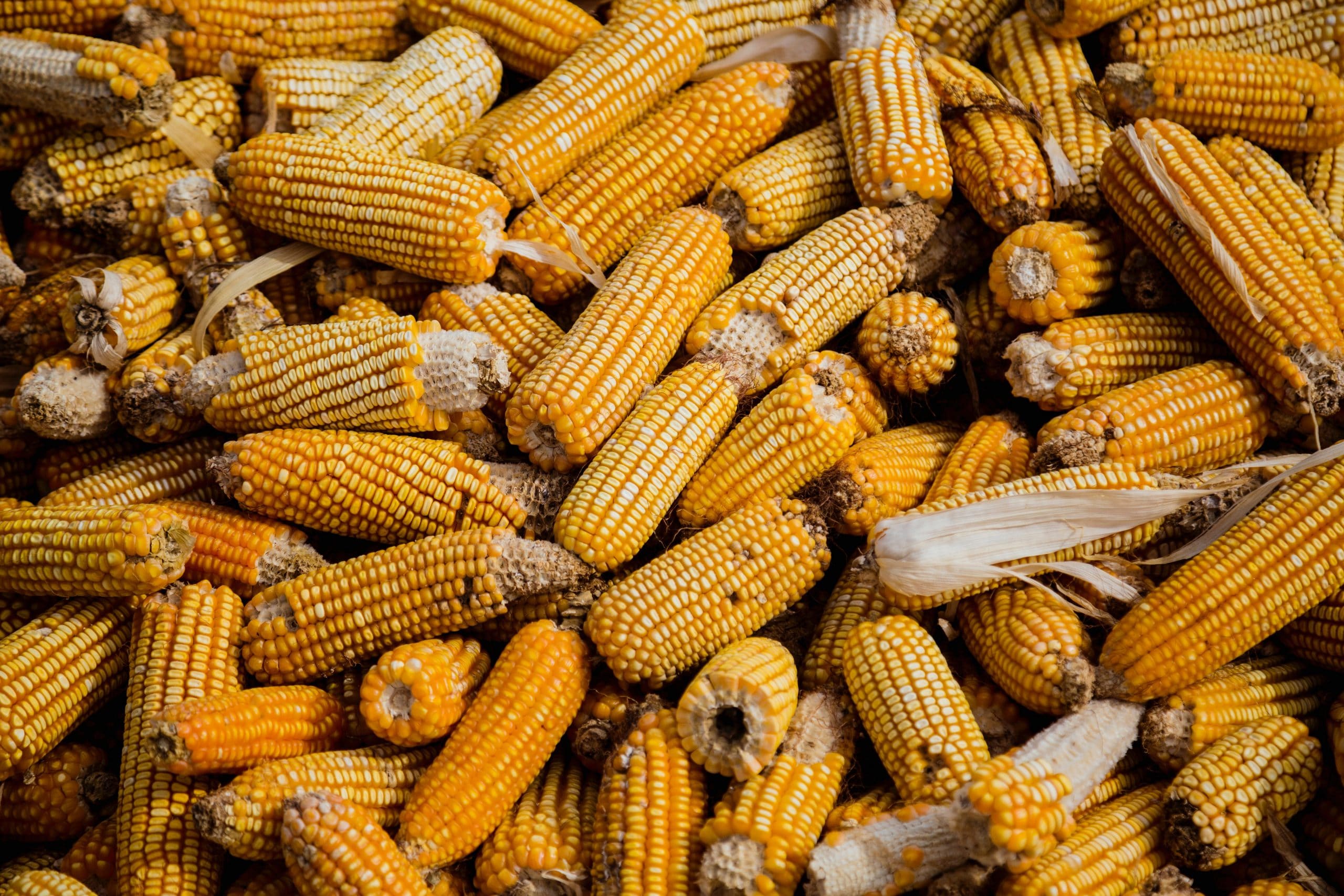The Signs of Corn Spoilage