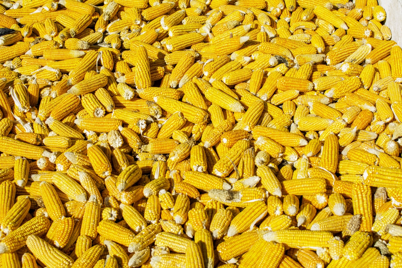 What to Do With Corn If I Have Too Much Of It