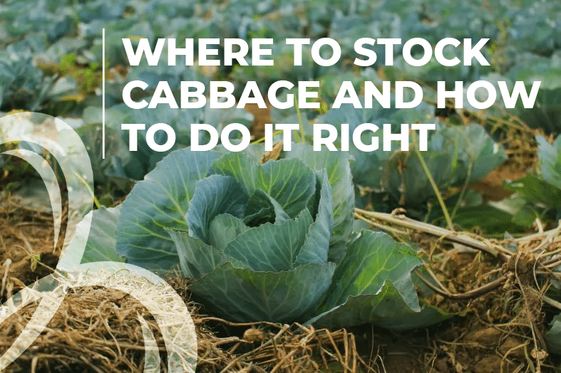 where to stock cabbage and how to do it right