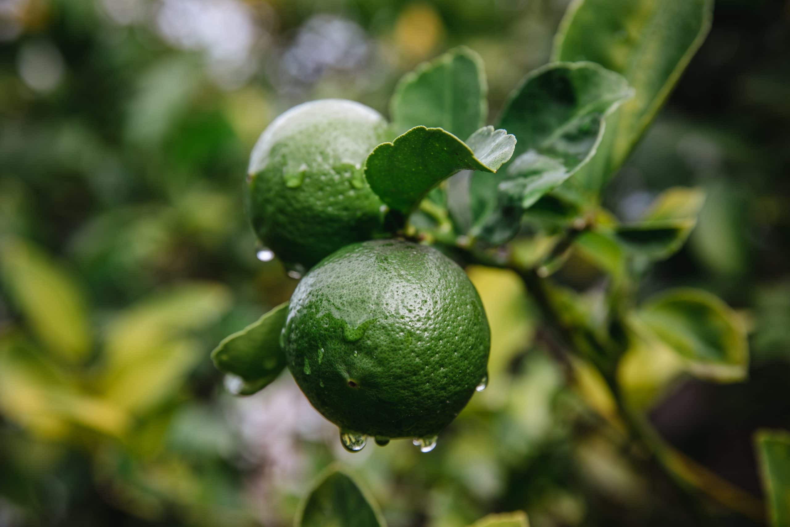 Are limes bad for you