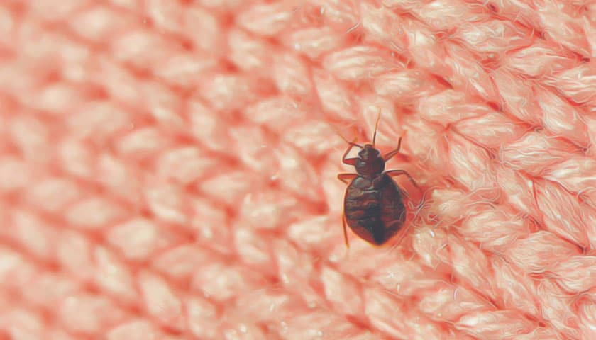 can you get rid of bed bugs with bleach