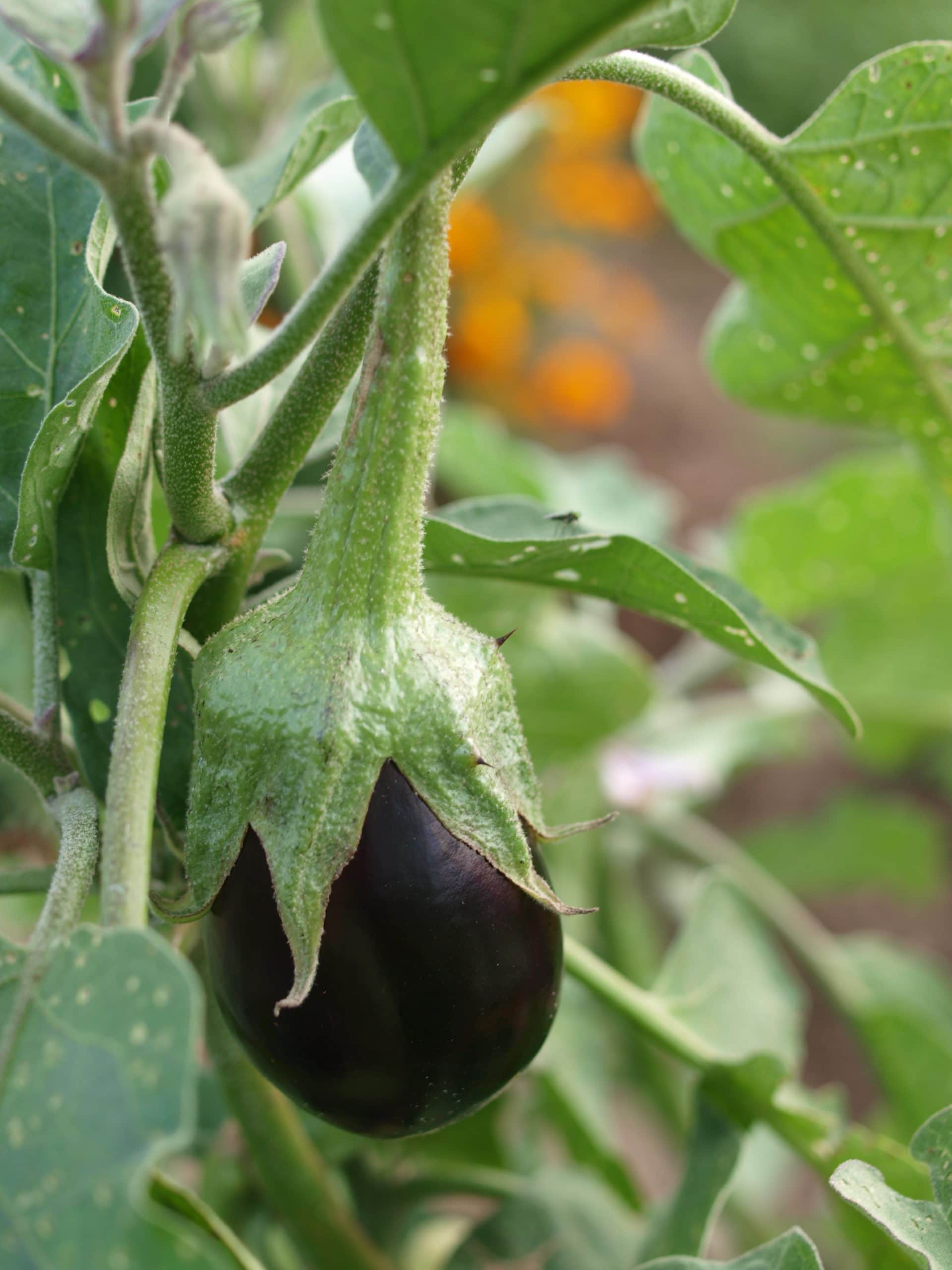 eggplant raw