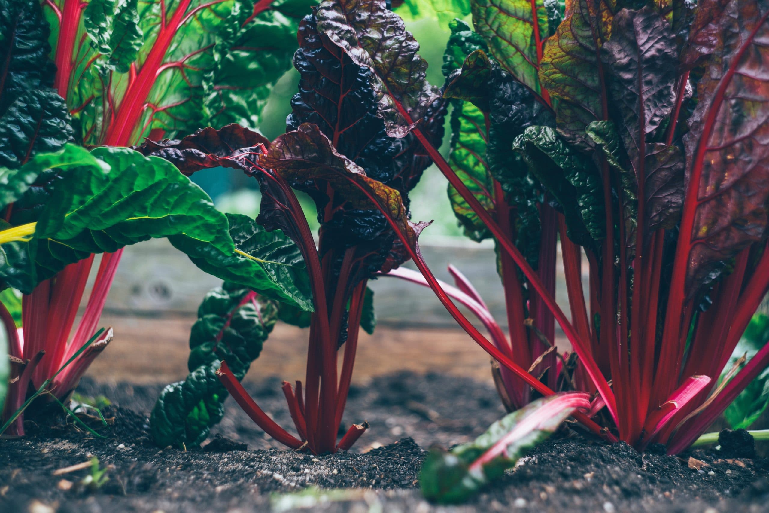 freezing rhubarb