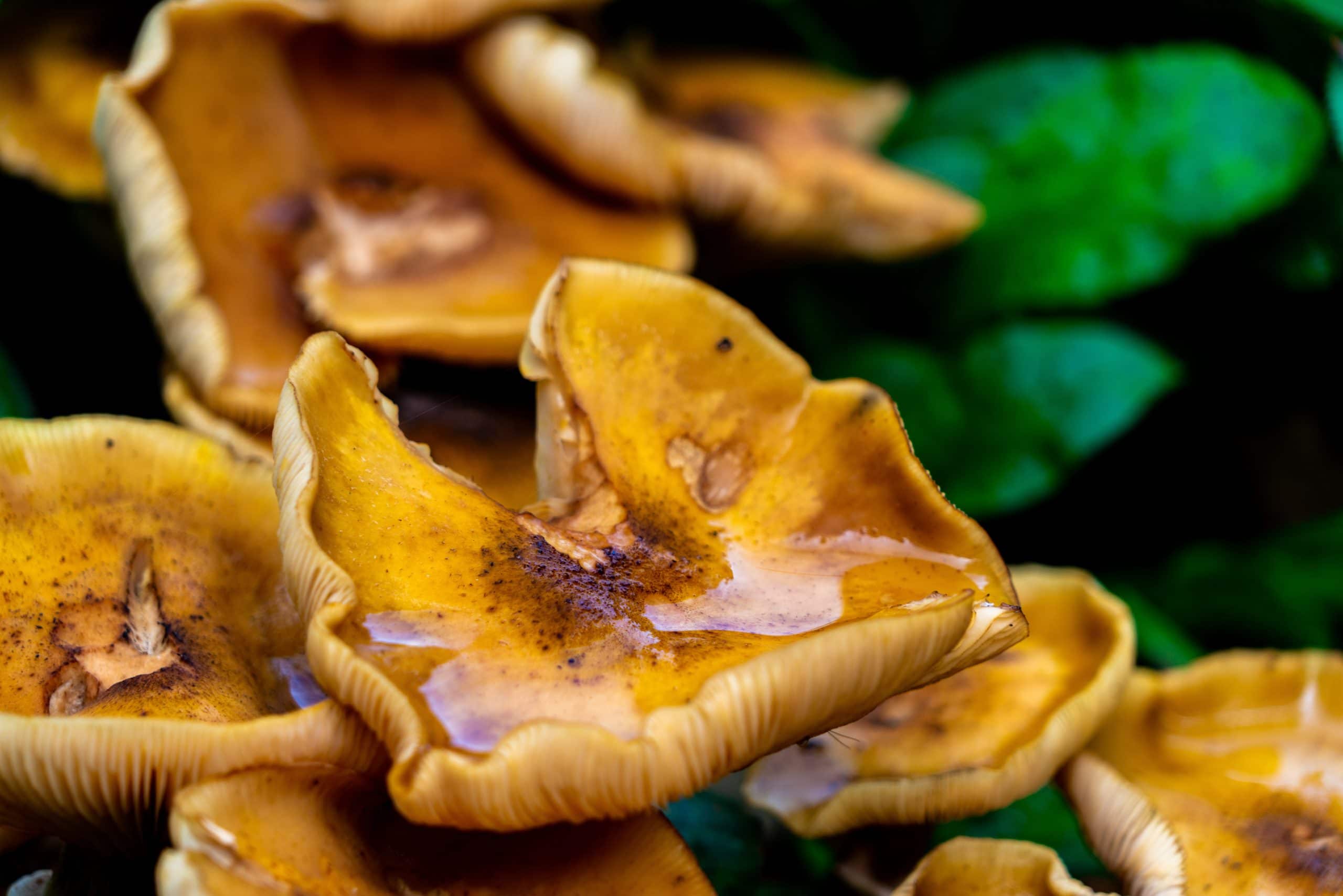 How long are mushrooms good for