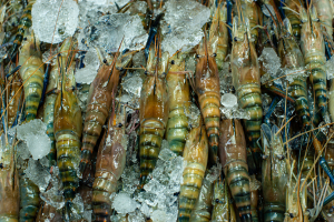 freezer burn shrimp