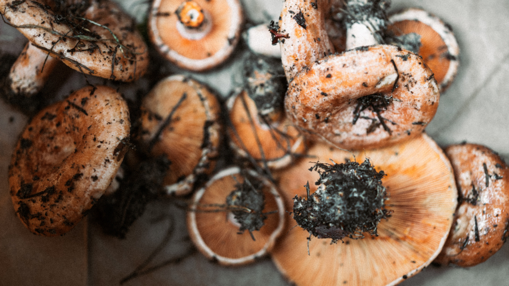 how to store fresh mushrooms