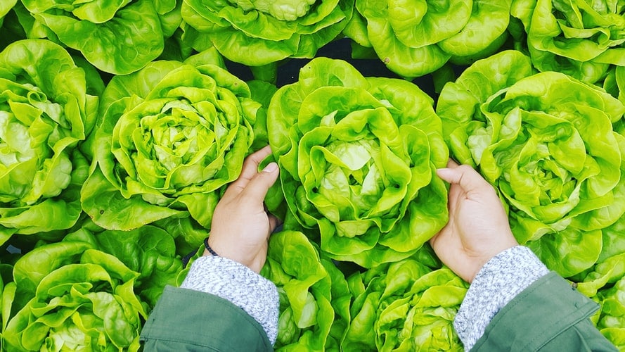 How to Use Lettuce That’s Going Bad