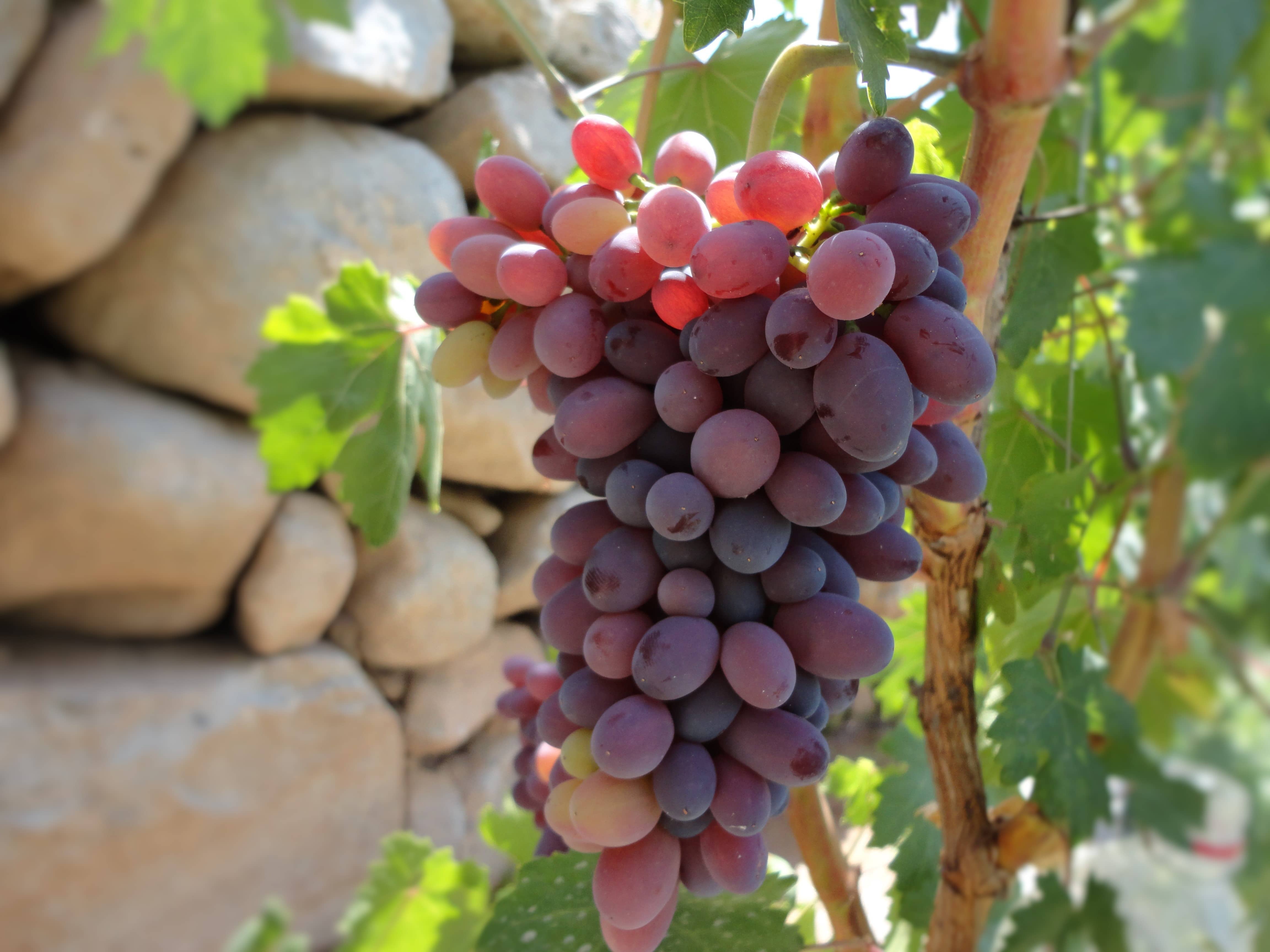 Is it ok to leave grapes close to the vegetables when refrigerated