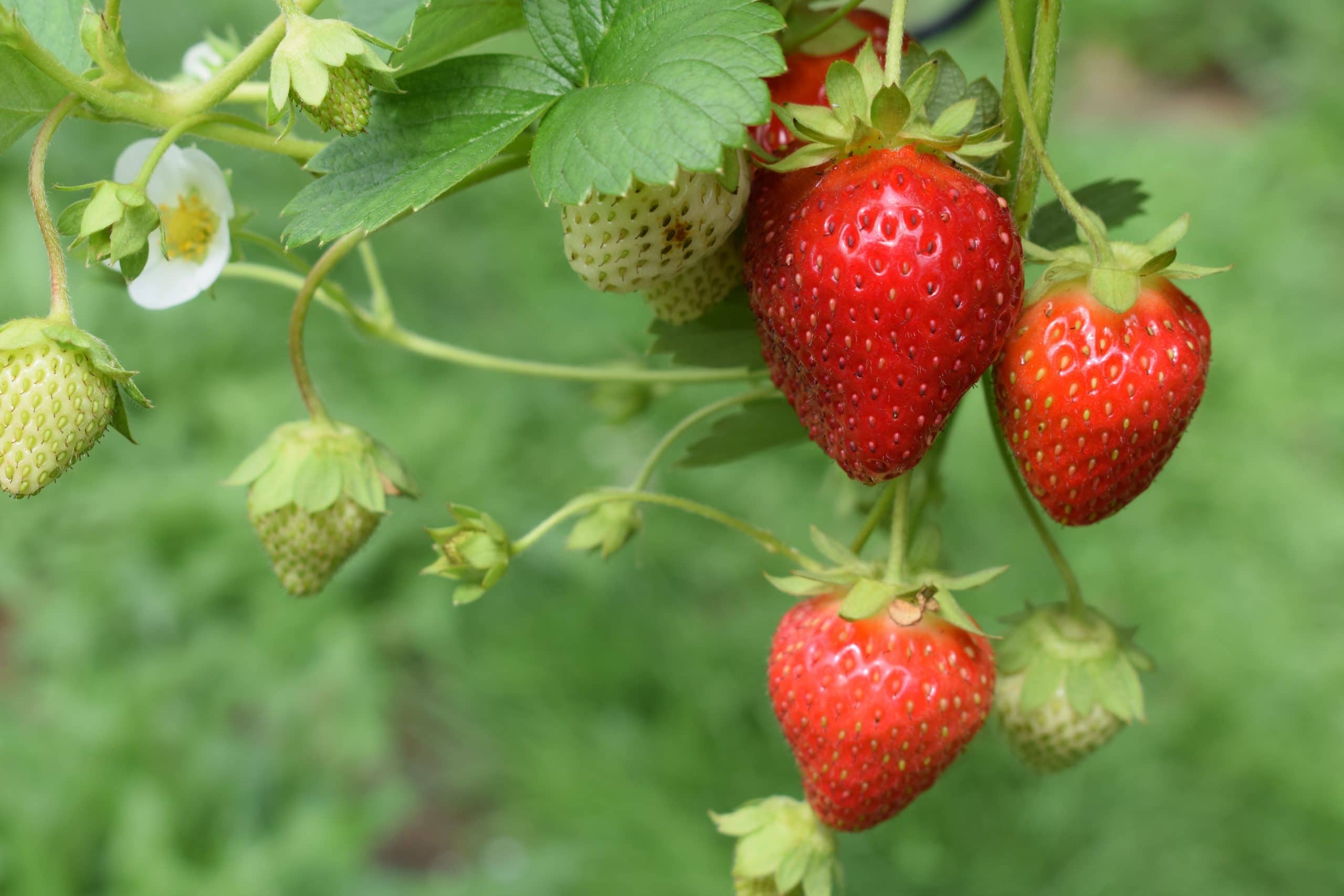 keep strawberries fresh