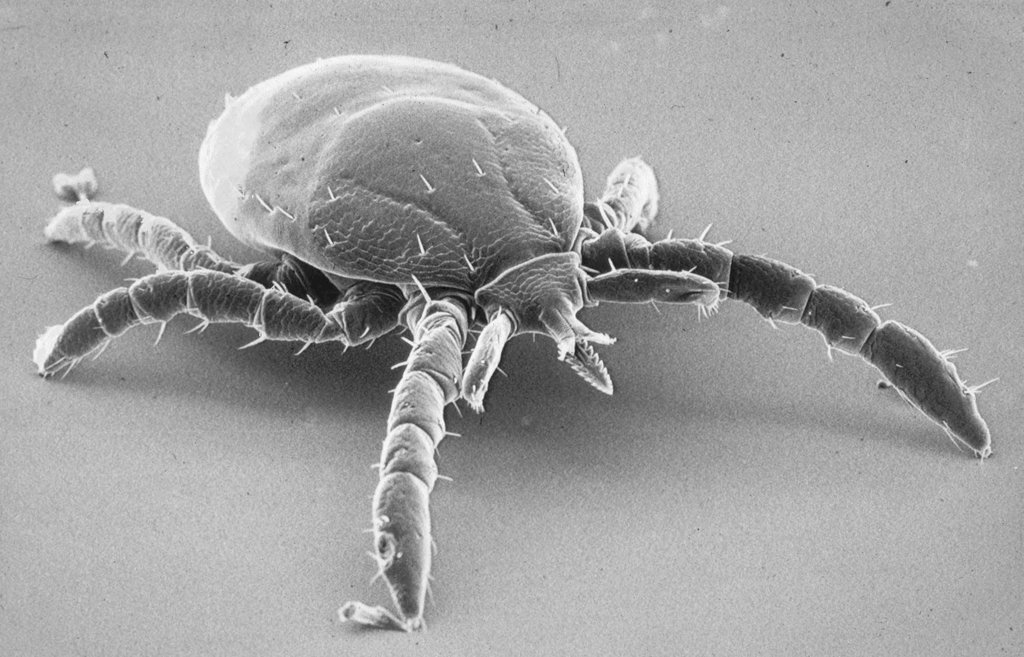 A European wood tick