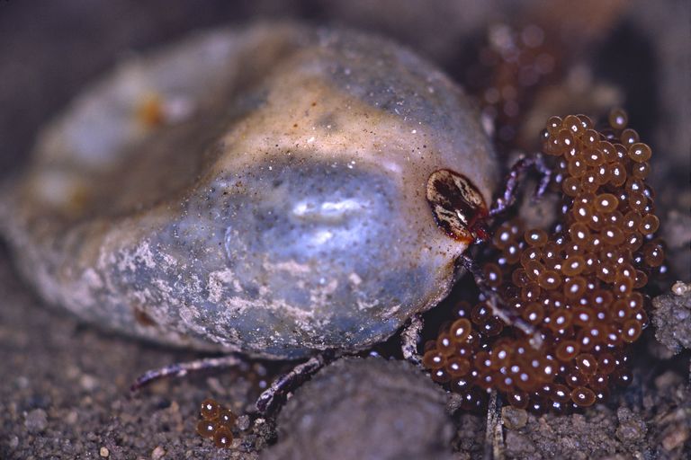 A female wood tick (Dermacentor variabilis) laying eggs