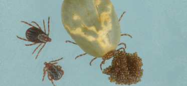 Adult tick, eggs, and nymphs