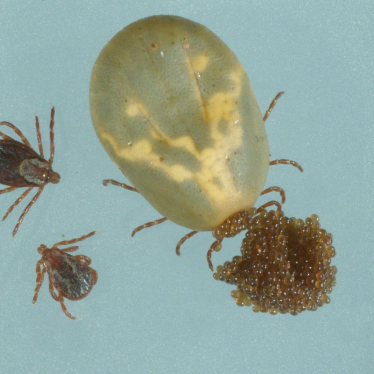 Adult tick, eggs, and nymphs
