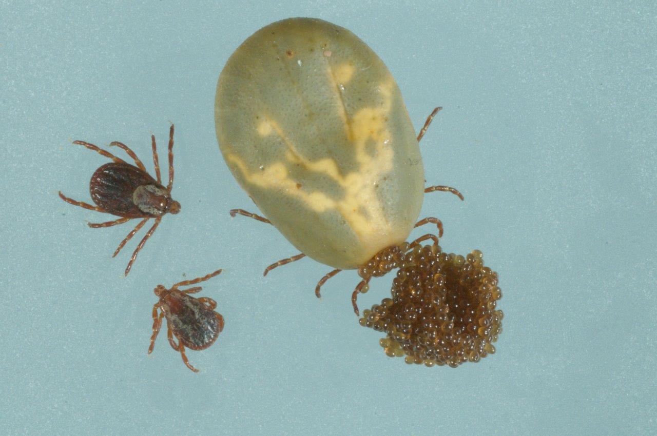 Adult tick, eggs, and nymphs