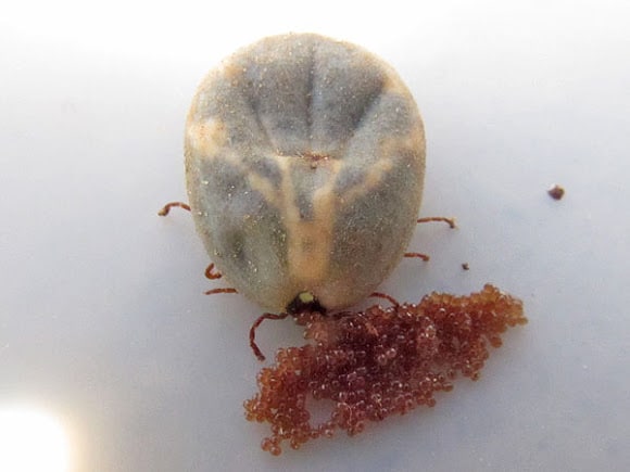 Adult tick with eggs