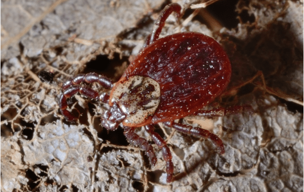 Dermacentor female tick