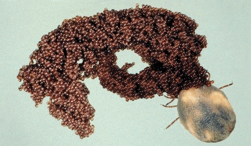 egg mass produced by lone star tick 