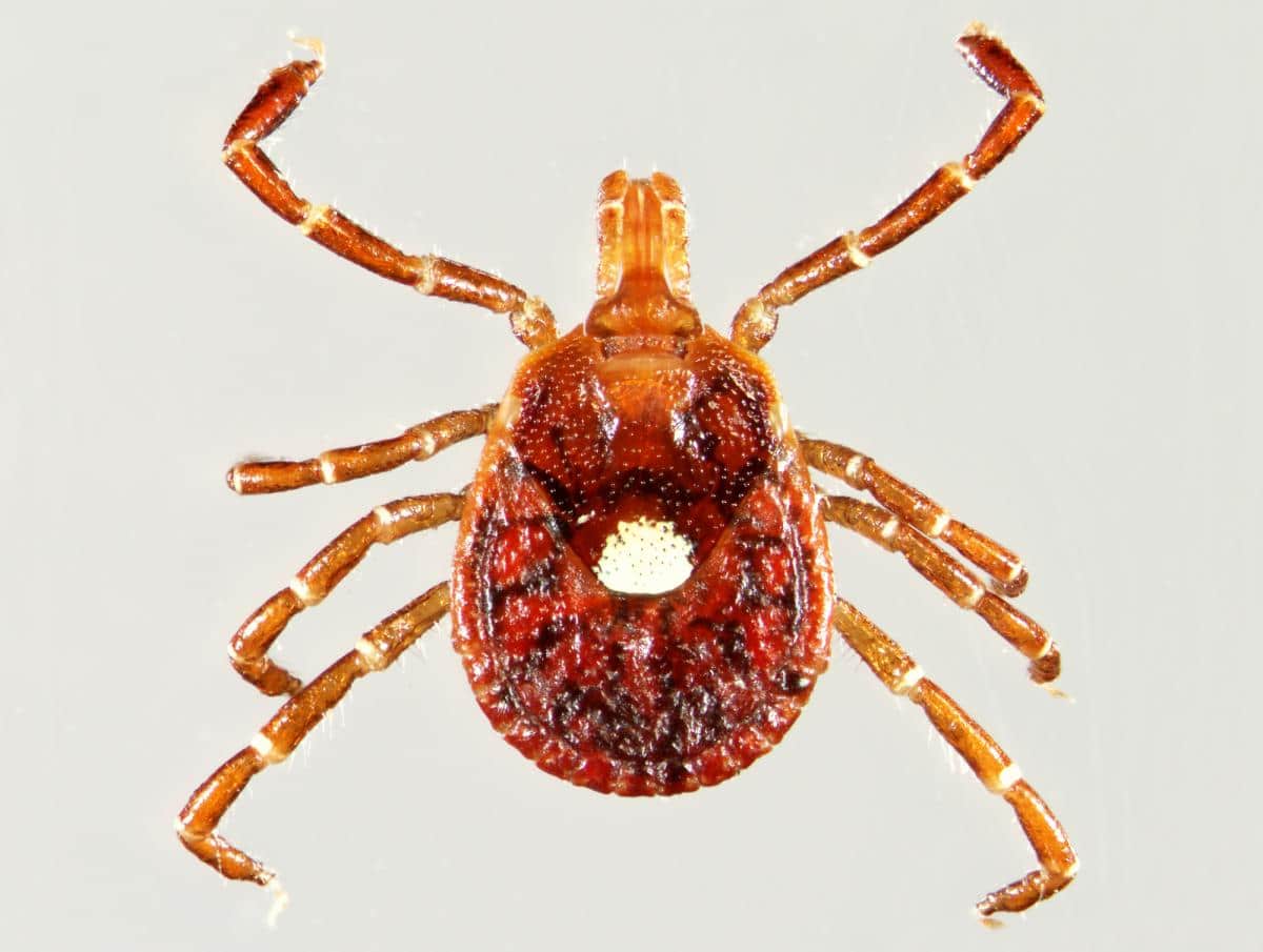 Female lone star tick