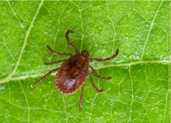 Haemaphysalis female tick