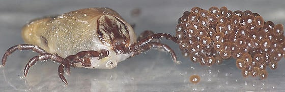 Hard tick with eggs - Dermacentor