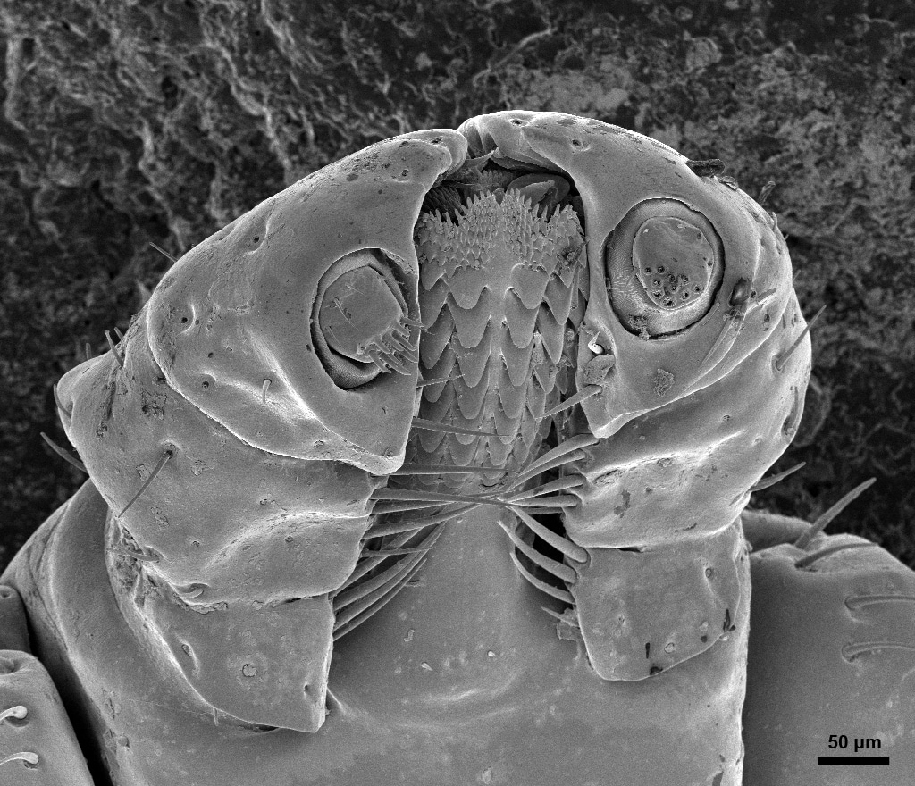 Head of a Deer Tick