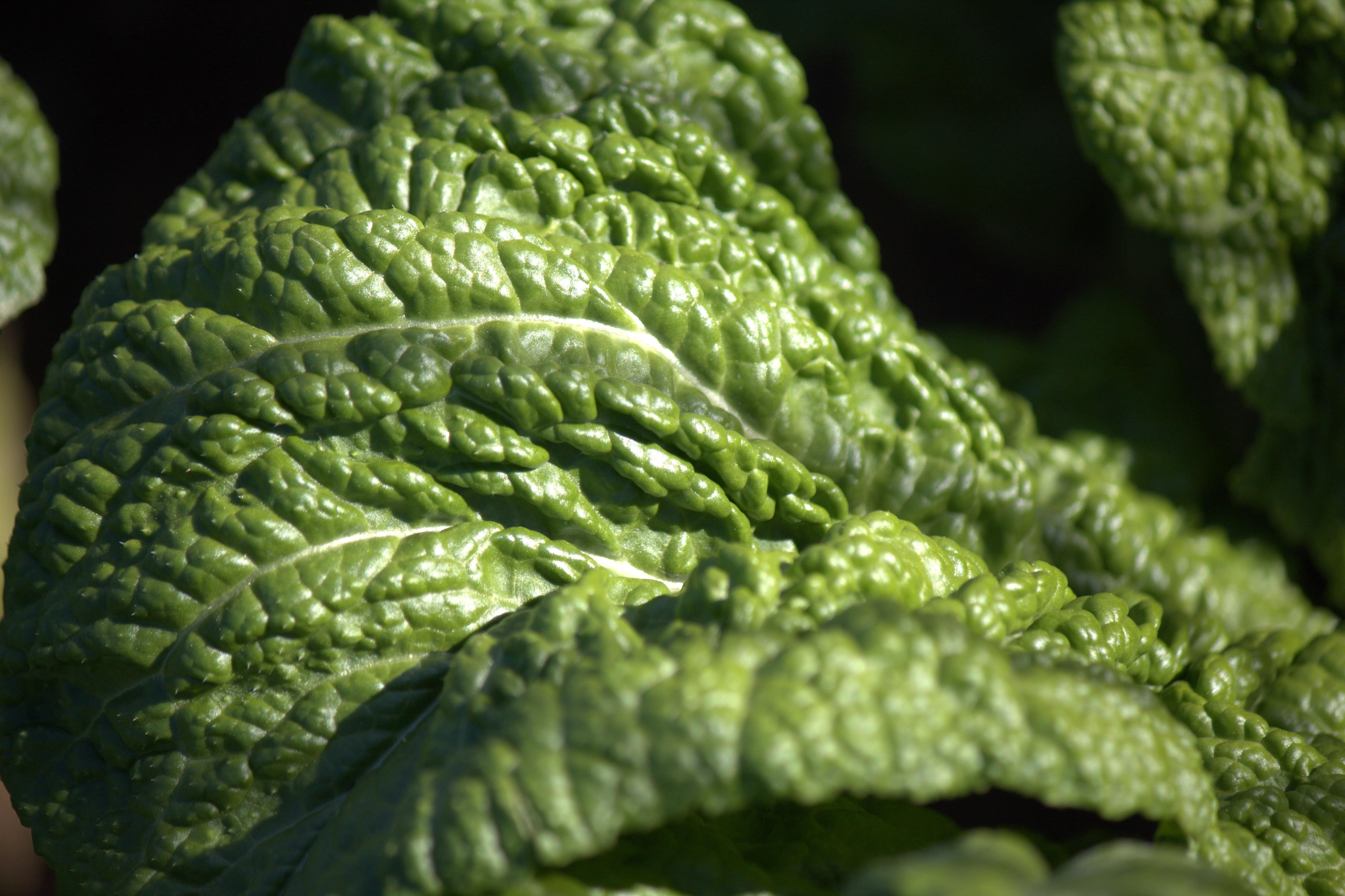 How to Freeze Bok Choy