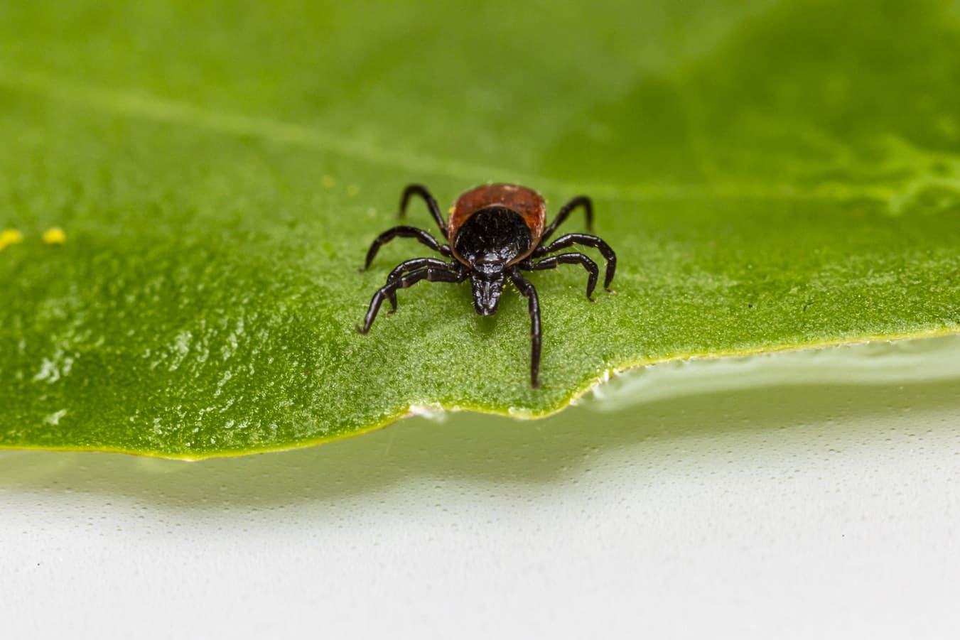 How to Prevent Ticks In Your Garden