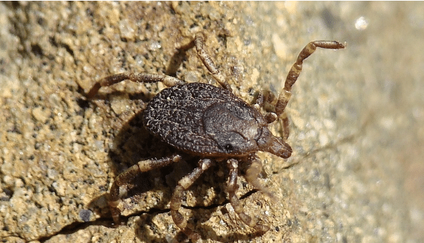 Hyalomma female tick 