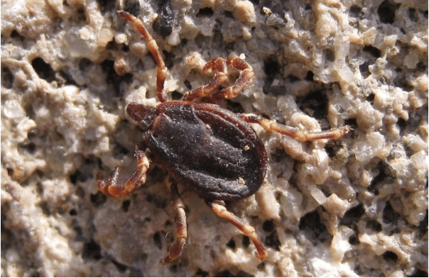 Hyalomma male tick