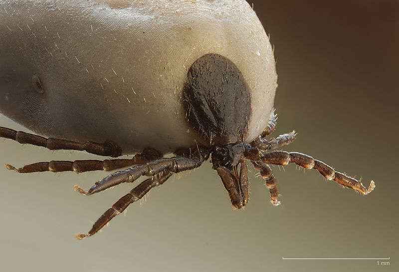 Ixodes ricinus a hard tick