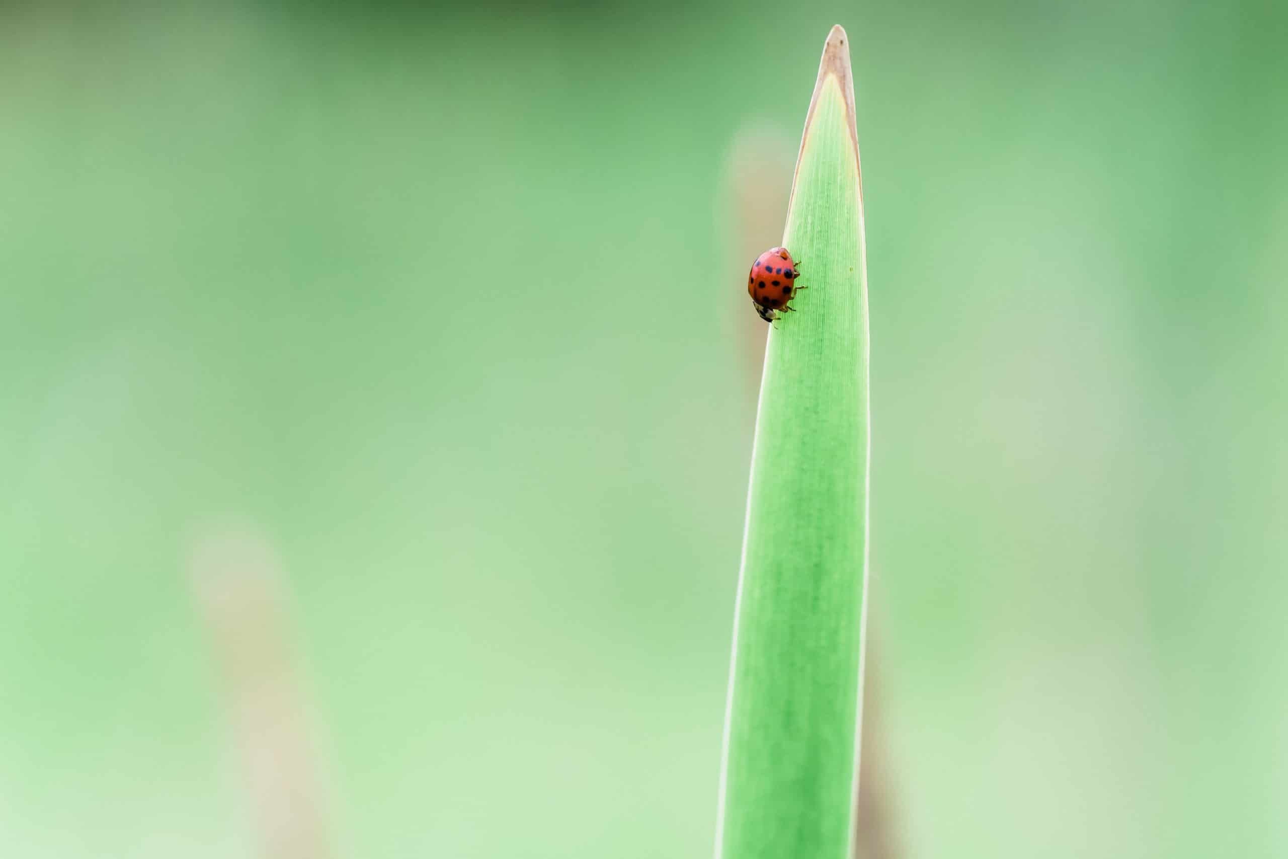 natural predators of ticks