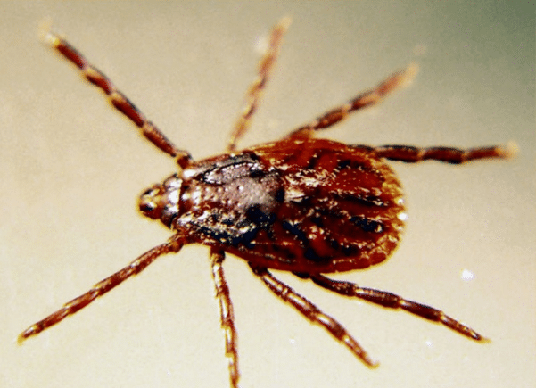 Rhipicephalus female