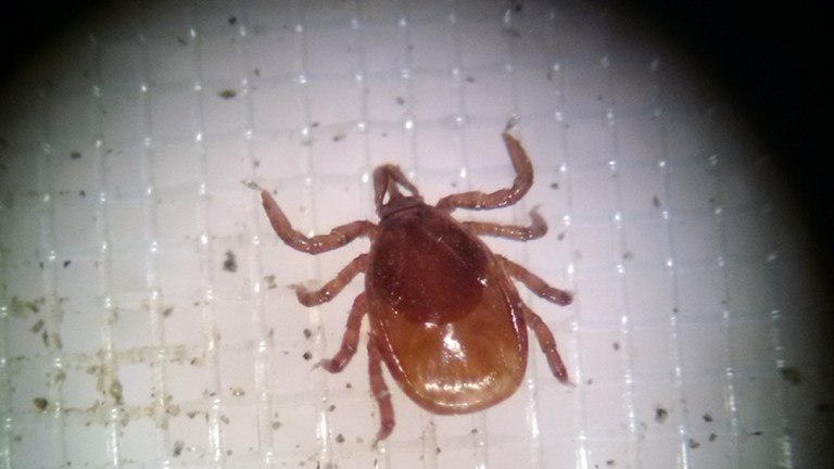 The blacklegged tick Ixodes scapularis