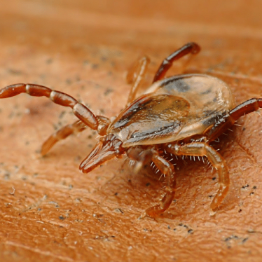 tick