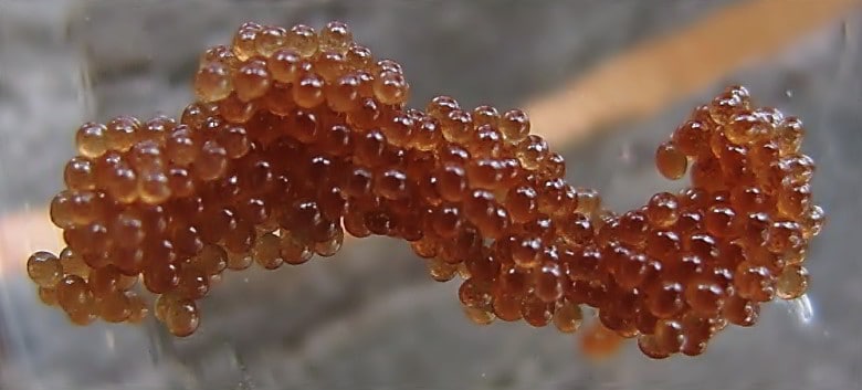 tick eggs