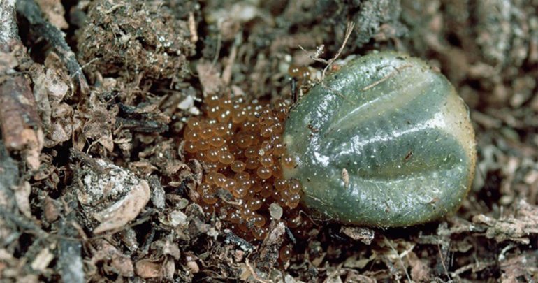 tick with eggs