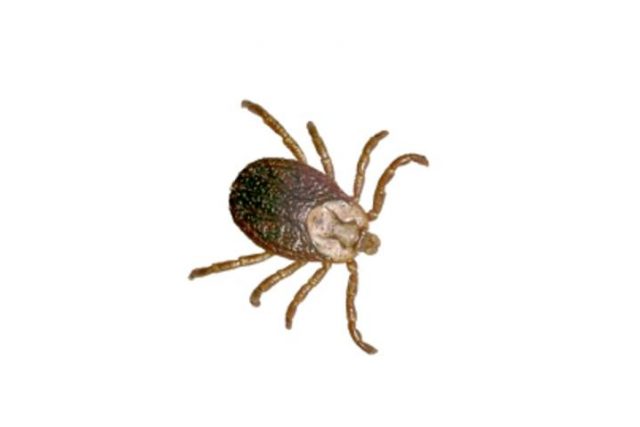 Ticks